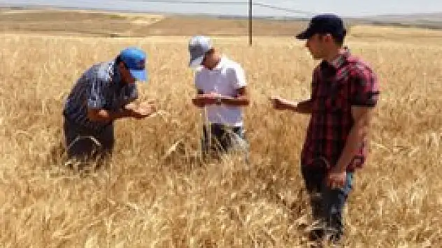 Ereğli'de kımıl ve süneye geçit yok