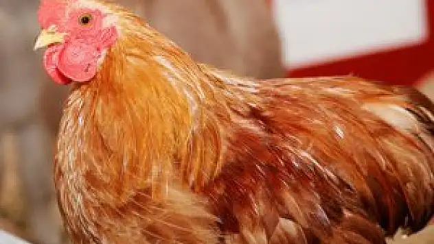 Arsenikli tavuk iddialarına yalanlama