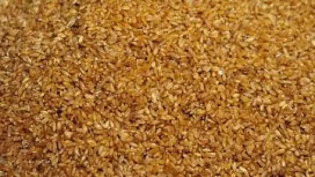 'Türkiye'de GDO'lu tohum yok'