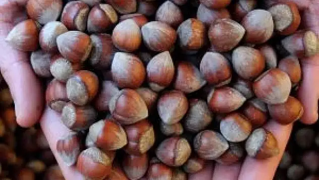 Üretici düşen fındık fiyatlarına tepkili
