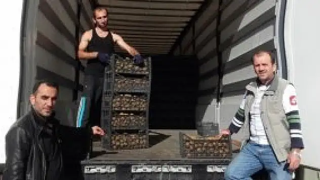 'İsrail kelebeği' Rize kivisini vurdu