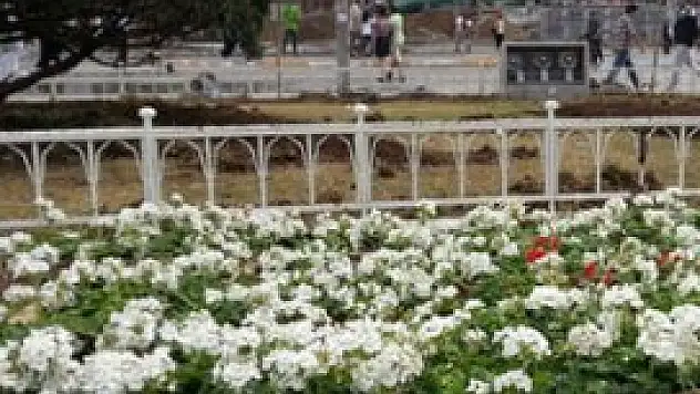 Taksim'e 1 günde 20 ağaç, 152 bin çiçek