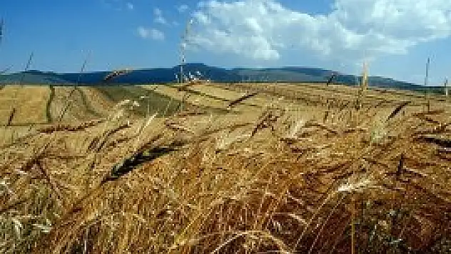 Tarım arazilerinde 'tek mirasçı' dönemi