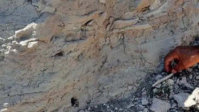 Çin'de 535 milyon yıllık larva bulundu