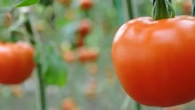 Kasım'da zam şampiyonu domates oldu