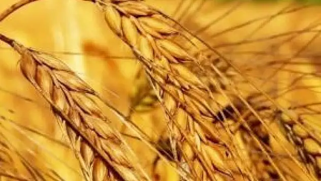 Buğdayda 30 milyon ton üretim hayal değil