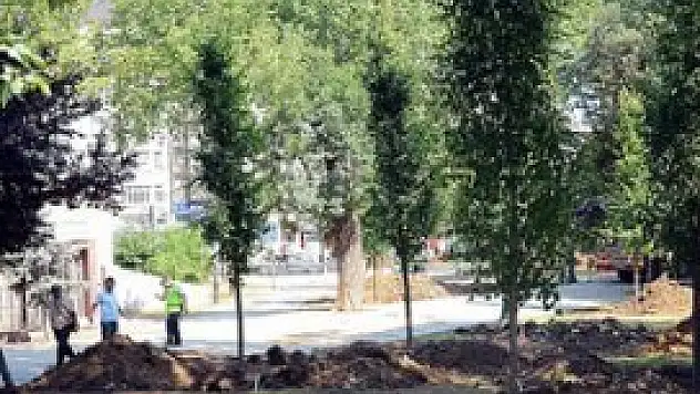 Gezi Parkı'na 100 yetişkin ağaç dikildi