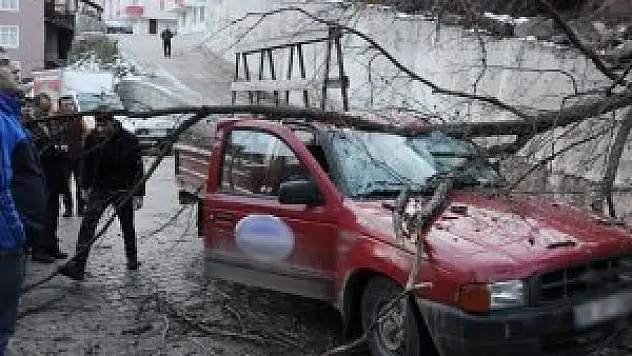 Seyir halindeki kamyonetin üzerine ağaç devrildi