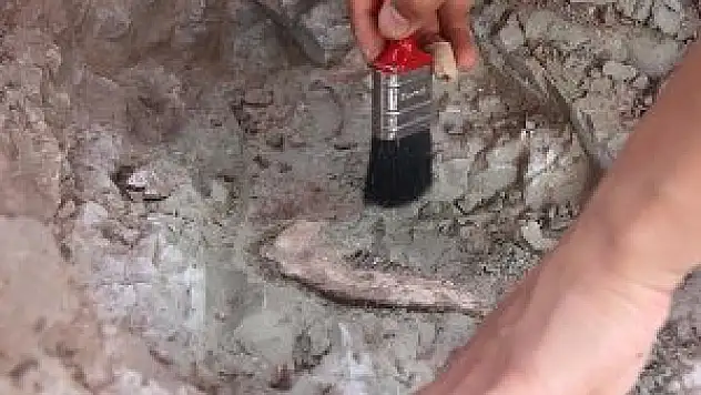 Çin'de dinozor fosili bulundu