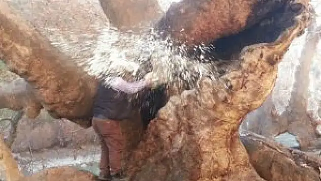 Asırlık ağacı ateşe verdiler