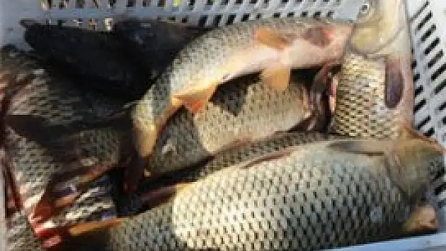 Balıklar tezgahları süslemeye başladı