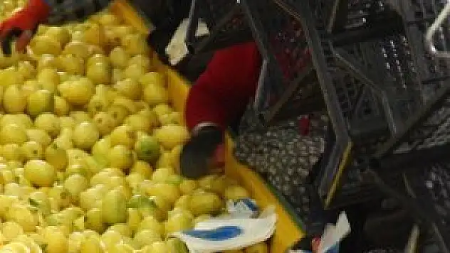 'Limon altın çağını yaşıyor'