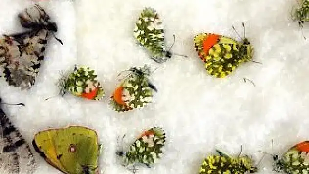 Son 5 yılda 101 biyokaçakçı yakalandı