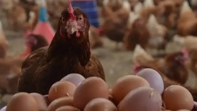 Kümes hayvancılığı üretimi yükselişe geçti