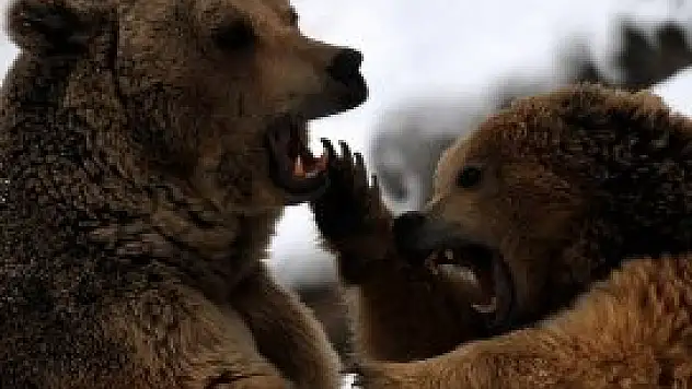 Bir gün bozayıyla karşılaşırsan...