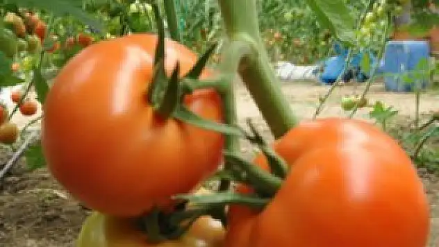 Rus krizi domates üreticisini teğet geçti