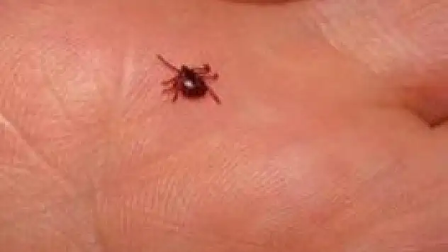 Piknikçilere kene uyarısı