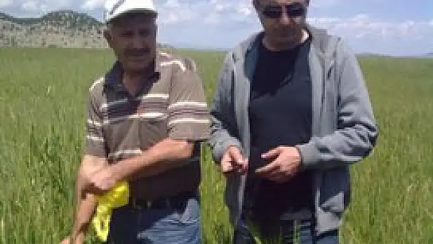 Süneyle mücadele devam ediyor