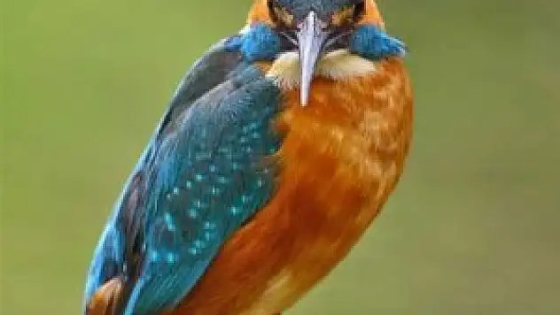 Kızılırmak Kuş Cenneti, Dünya Mirası Listesi'ne girecek