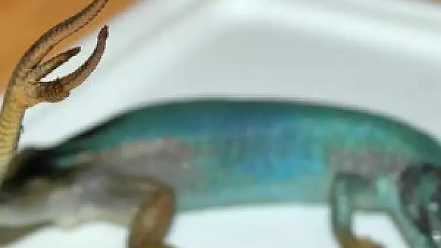 'Üç kuyruklu kertenkele' müzede sergileniyor