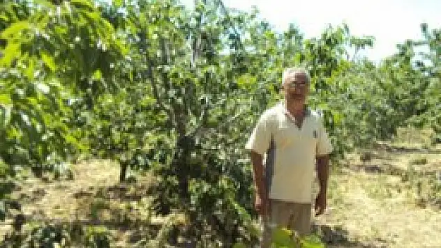 Kiraz fiyatları düşük olunca ağaçları kesiyor
