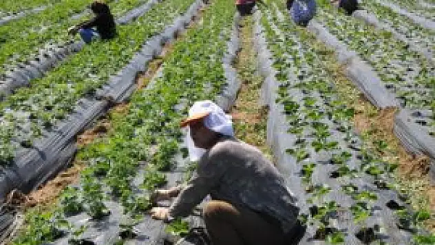 Çiftçi iyi yağış bekliyor