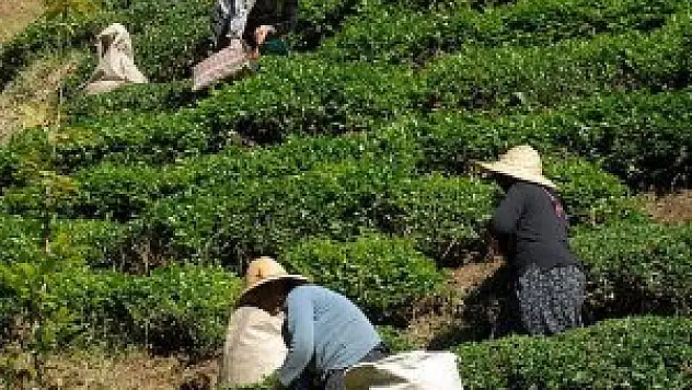 ÇAYKUR işçisine yılbaşı müjdesi