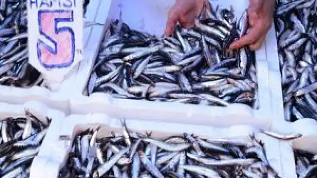 Hamsi kalp krizine karşı koruyor