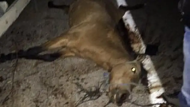 Sahipsiz ata otomobil çarptı