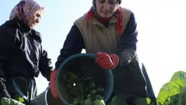 Brüksel lahanasına Rusya darbesi