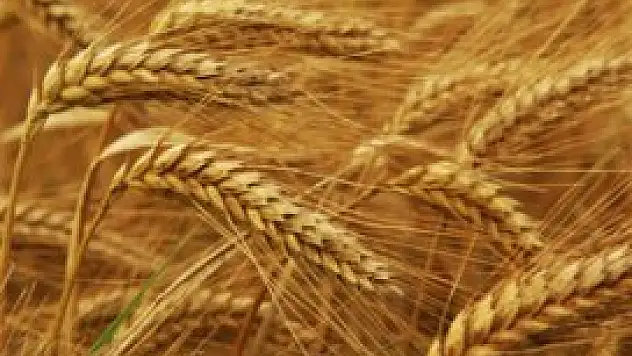 Tahılda yüzde 30'luk rekolte artışı bekleniyor
