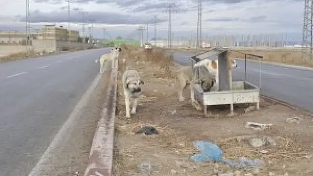Karatay'da sokak hayvanları için doğaya yem bırakıldı