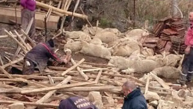 Manisa'da şiddetli yağmur koyunları telef etti