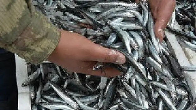 Hamsinin kilogramı 20 liraya çıktı