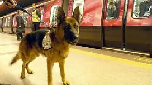 Köpek burnu hassasiyetinde dedektör