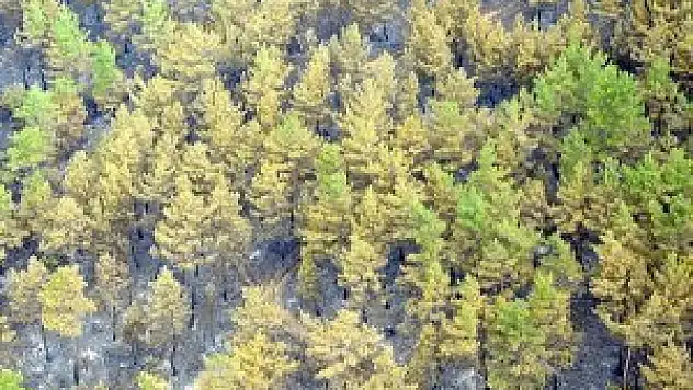 Bu yıl 40 bin 650 hektar alan ağaçlandırılacak