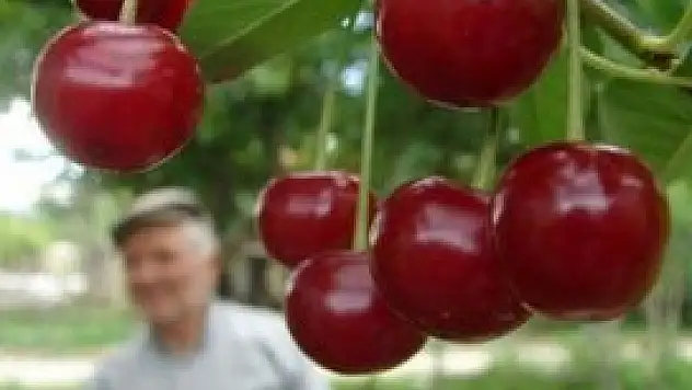 Akşehir Kirazı Kültür ve Sanat Festivali