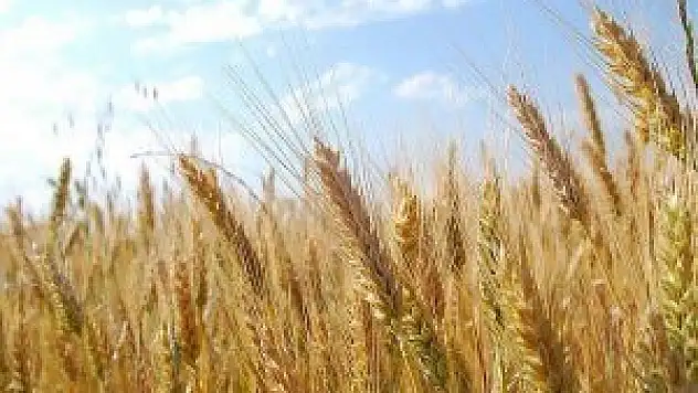 Şanlıurfa Ticaret Borsası'nda günün fiyatları