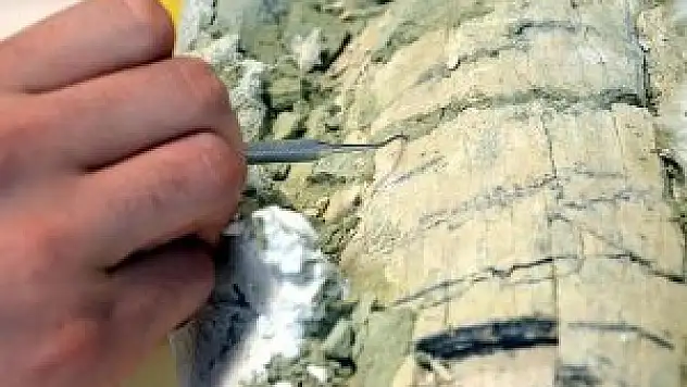 Otobüs büyüklüğünde timsah fosili bulundu