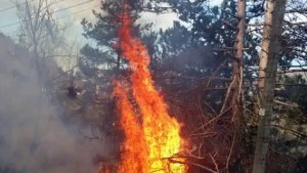 Kastamonu'da orman yangını