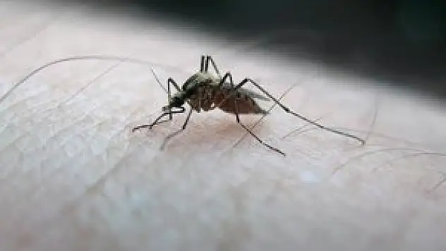 Zika virüsüyle mücadelede yeni yöntem