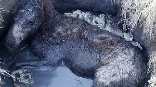 Foseptik çukuruna düşen tayı kurtarma operasyonu