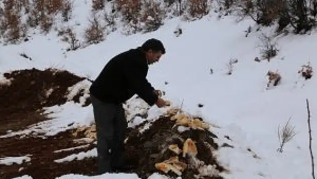 Hadim'de hayvanlar için doğaya yem bırakıldı