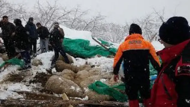 Çatısı çöken ağıldaki 124 hayvan telef oldu