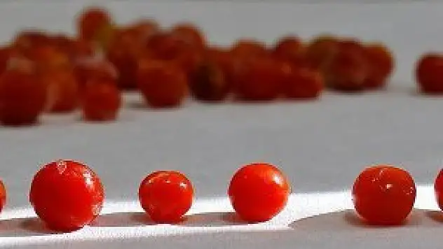 Domatesler eski lezzetine kavuşacak