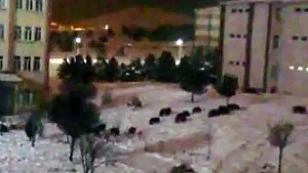 Aç kalan domuz sürüsü üniversite kampüsüne indi
