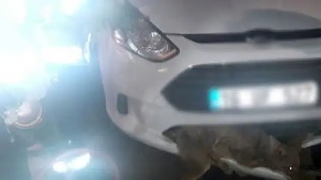 Otomobile tilki sıkıştı