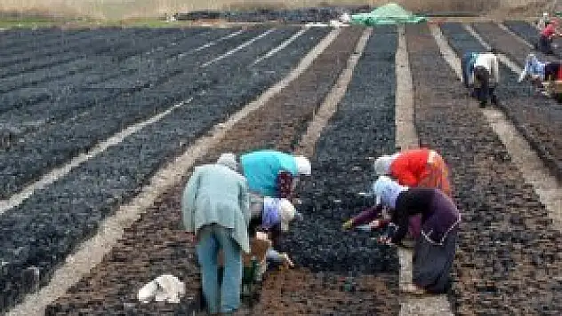 Siirt'e 30 milyon TL'lik fıstık tesisi kuruluyor