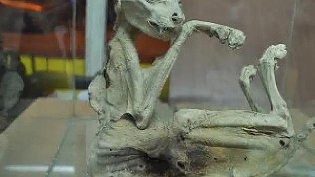 Türü belirlenemeyen hayvan iskeletini iş yerinde sergiliyor