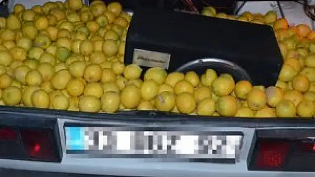 Fiyatı fırlayan limona hırsızlar dadandı